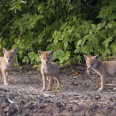 mammals-03 Coyote Pups