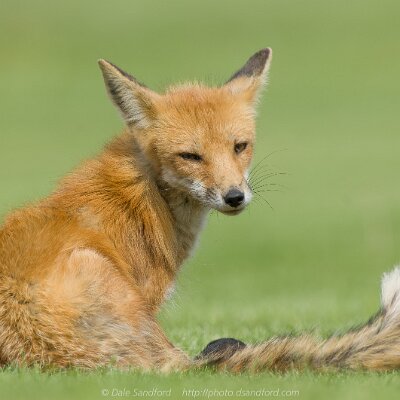 mammals-07 Red Fox