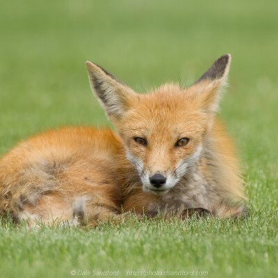mammals-08 Red Fox