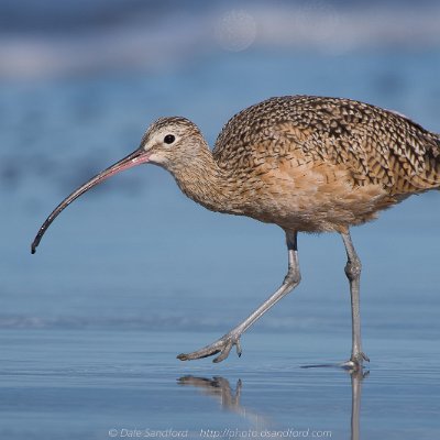 shorebirds-1 Long-billed Curlew