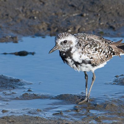 shorebirds-11 Black-bellied Plover