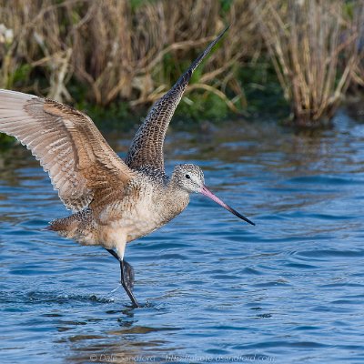 shorebirds-19 Marbled Godwit