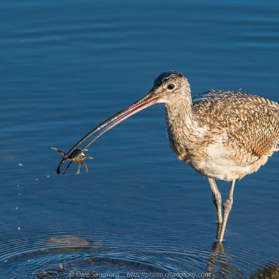 shorebirds-2 Long-billed Curlew