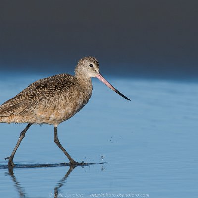 shorebirds-20 Marbled Godwit