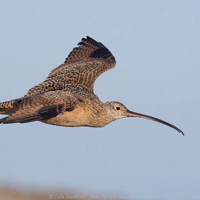 shorebirds-3 Long-billed Curlew