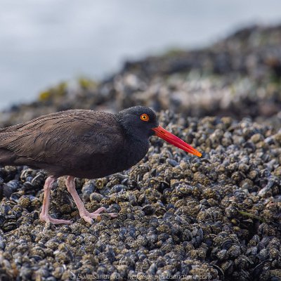 shorebirds-4 Oyster Catcher