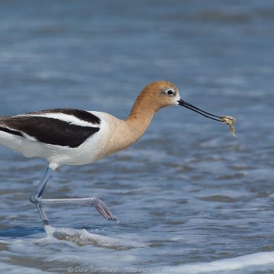 shorebirds-6 American Avocet