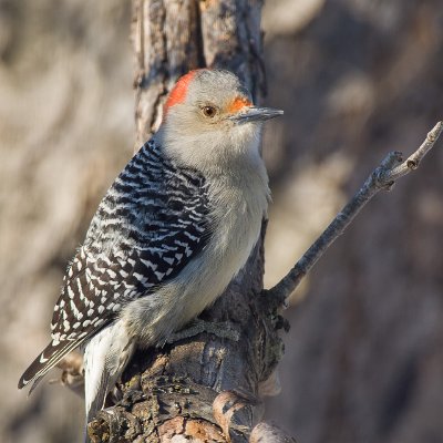 woodpeckers-1 Red-bellied Woodpecker