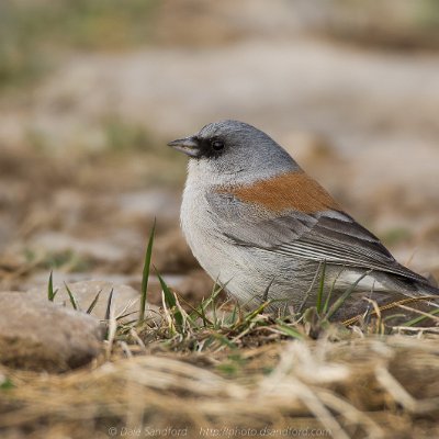 sparrows-11 Dark-eyed Junco