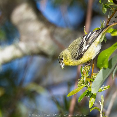 sparrows-3 Goldfinch