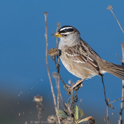 sparrows-5 White-crowned Sparrow