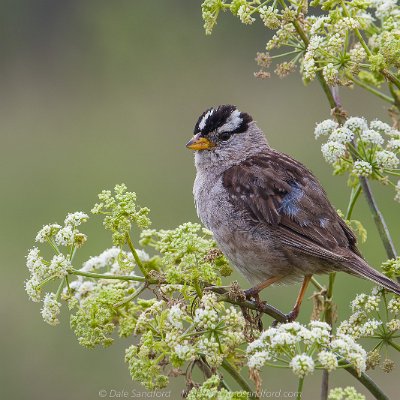 sparrows-6 White-crowned Sparrow