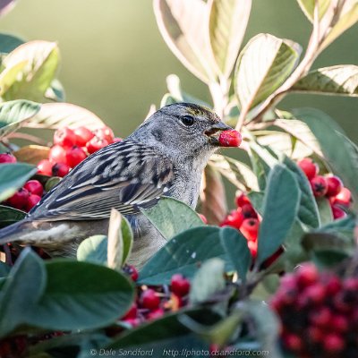 sparrows-7 Golden-crowned Sparrow