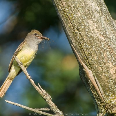 swallows-14 Great-crestested Flycatcher