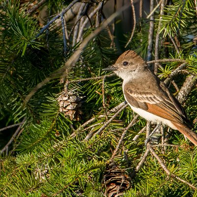 swallows-15 Ash-throated Flycatcher