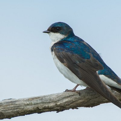 swallows-3 Tree Swallow