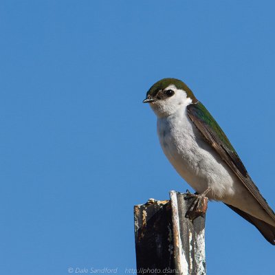 swallows-5 Violet-green Swallow