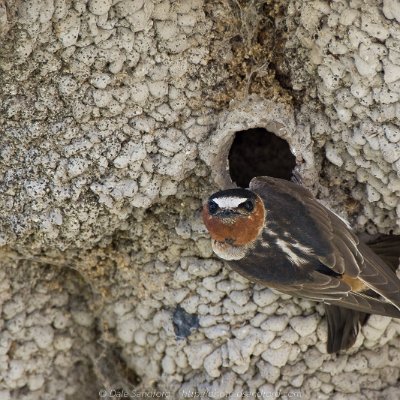 swallows-6 Cliff Swallow