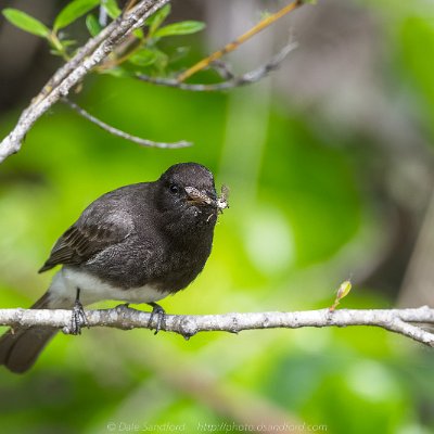 swallows-9 Black Phoebe