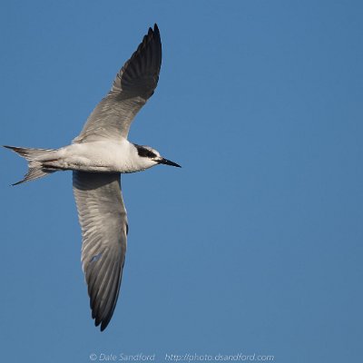 terns-11 Forster's Tern