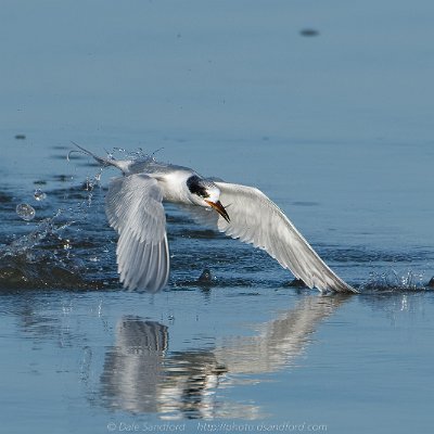 terns-4