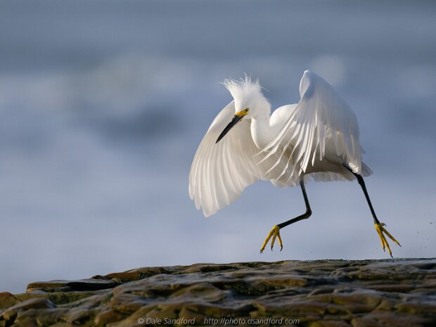 Egrets