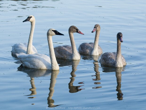 Geese and Swans