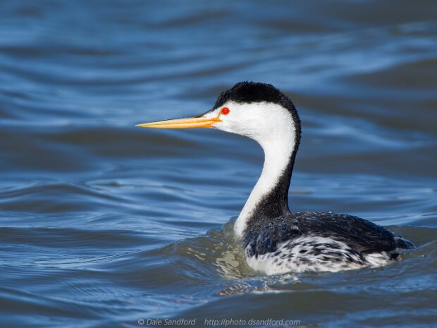 Grebes and Loons