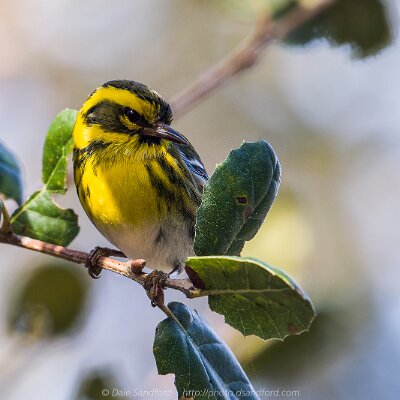 warblers-02 Townsend's Warbler